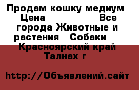 Продам кошку медиум › Цена ­ 6 000 000 - Все города Животные и растения » Собаки   . Красноярский край,Талнах г.